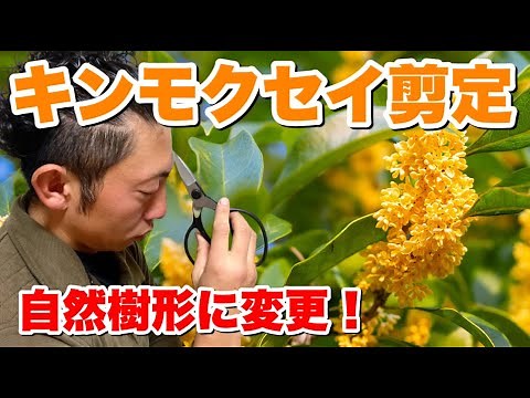 【剪定 pruning キンモクセイ 自然樹形】刈込のキンモクセイから透かし剪定にして自然風に☆実演解説もあるので必見です！！