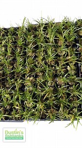Potted Dwarf Sag Trays on Trays! We are potting this plant IN-HOUSE! DWARF SAGITTARIA SUBULATA IS THE EASIEST FOREGROUND PLANT. It looks and grows like grass. Dwarf Sagittaria will keep growing and growing with runners on your tank. It stays short and only gets about 3-5 inches tall so you can run it as a nice fore to mid ground plant. When I first got Dwarf Sagittaria I spread it out pretty thinly in a wide open space in my 125 gallon planted tank. It soon grew in full and started to head into 