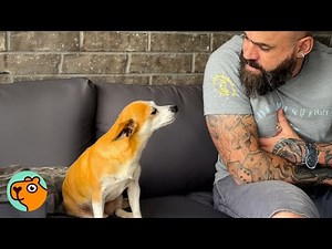 Man Catches Random Dog In His Backyard. If Only He Knew! | Cuddle Buddies