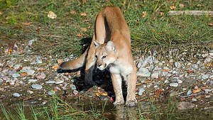 The history of verified deadly mountain lion attacks in California over the last 30 years