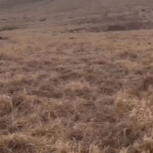 Hyenas are incredibly intelligent hunters, known for their stamina and strategic teamwork. Unlike many predators, they don’t give up easily—once they lock onto their prey, they can run long distances, communicate through calls, and coordinate as a unit to outsmart and exhaust their target. Their powerful jaws, sharp instincts, and persistence make them some of the savviest hunters on the African plains. Nature isn’t just about strength it’s about strategy. And hyenas have mastered it. Discover K