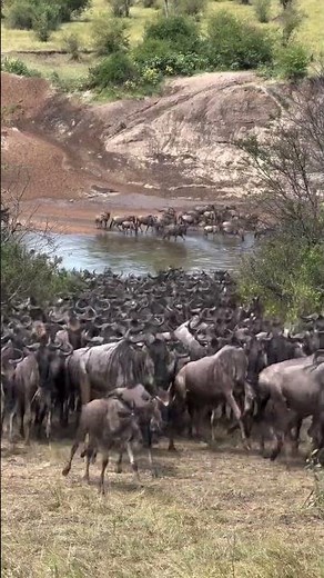 Serengeti Wildebeest Migration: The Great Migration at Mara River Crossing
