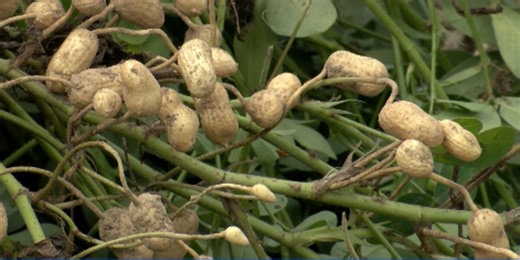 Mississippi peanut growers getting much better crop in 2024
