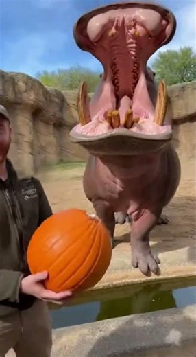 Hippo DESTROYS Pumpkin in One CHOMP!