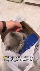 When you try to throw the box away but your cat claims it as property. | 𓃠 𝑳𝒖𝒗𝒙𝒉𝒊𝒈𝒂𝒐 𓃠