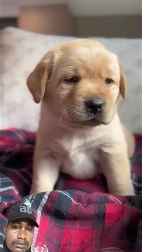 Crazy puppy Crying🫣#labrador#englishlabpuppy#talkingpuppy#puppyhowling#yellowlabpuppy