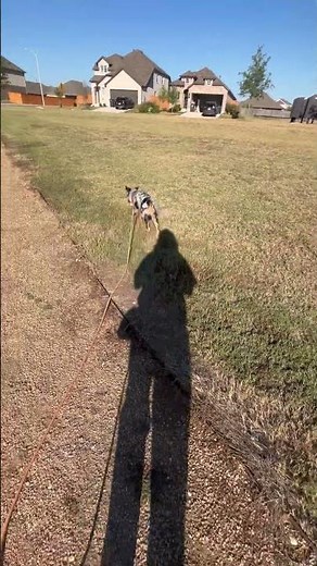 Whistle recall at the park! Puppies can recall if you make it rewarding! Tip: Don't Show the Food!
