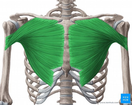 Musculus pectoralis major