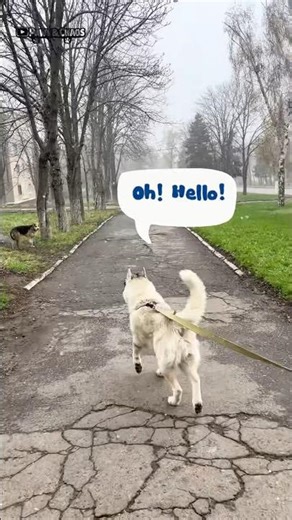 When you're a Husky and the snow returns ❄️🐶 #shorts