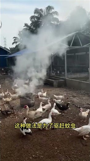 DIY Duck-Friendly Smoke to Repel Mosquitoes – Nighttime Sleep Saver