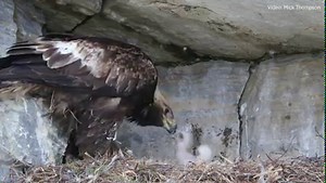 10K reactions · 1.4K shares | Birds need clean water, clean air, and a healthy environment to survive. Your support matters now more than ever to protect birds and their habitats. Join Audubon as a monthly donor today and give birds a brighter future. | National Audubon Society | Facebook