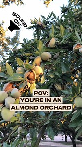 California almonds are healthy, tasty AND locally grown. Just add it to the list of California’s amazing crops. ‍♀️ | California Almonds | Facebook