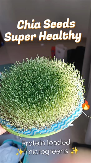 6 Days Chia Microgreens at Home! 🌱 Superfood Hack। Hindi