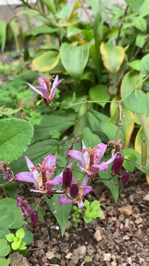 Toad Lily: The Orchid-Like Flower You’ve Never Heard Of!