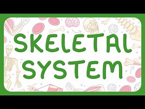 KS3 Biology - Skeletal System - Structure of Bones | Functions of the Skeleton