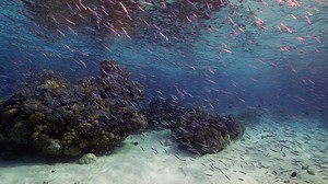 Corals Last Stand - with Closed Captions. Private viewing Only