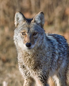 Coyotes: the unstoppable force of the wild. As we try to control their numbers, they seem to bounce back even stronger. Some locals are taking it to new heights—literally—with helicopters hunting them down by the thousands. What part do you think coyotes play in upland bird populations? #predatorcontrol #coyote #UplandHunting | Standing Stone Kennels