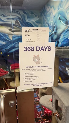 Ahsoka: Sweet 3-Year-Old Cat Needs a Forever Home