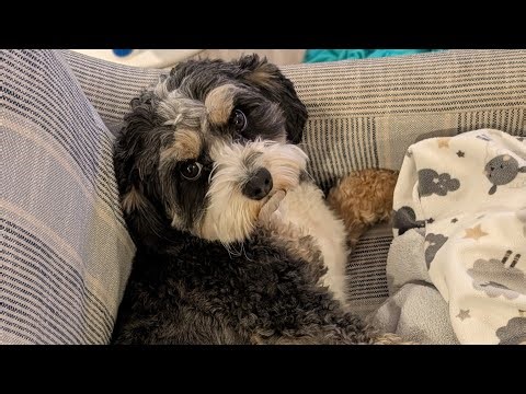 Cavapoo Grooming Chaos: Loki, Luna, and Link Battle for the Brush!