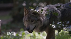 VIDEO. Jusqu'aux portes de certaines villes françaises, des loups plus nombreux... et une espèce moins protégée