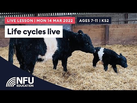 Life Cycles Live | KS2 / Ages 7-11