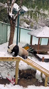 Let’s count together — just how many ways can a panda go down a slide? #panda #cute #snow #winter | Pandaful