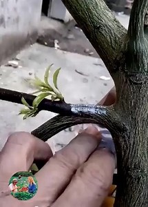 8.5M views · 90 reactions | Método Mejor técnica para plantar una siembra de árboles | Mario Sánchez | Facebook