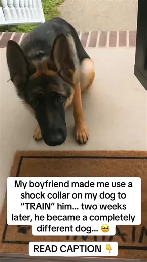 Healing Zalo: Overcoming Shock Collar Trauma