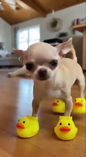 Why Does My Puppy Keep Whining? Understanding the Cause