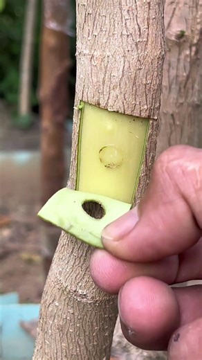 An easy way to transplant tree shoots #grafting #bonsai #gardening