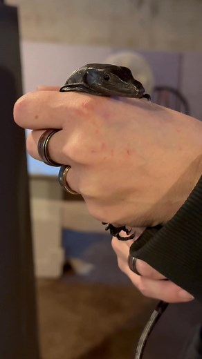 6K views · 205 reactions | Look how well adjusted this little guy is | The Legend Lizards | Facebook