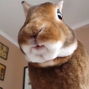 This rabbit eating his banana is the only video you'll ever need 😍🍌 | LADbible