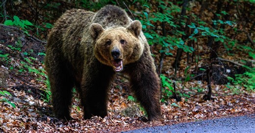 Tri medveda ušla na imanje u Suvoj Reci, oštetili i lokalno groblje