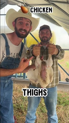 Broiler Chickens VS Laying Hens