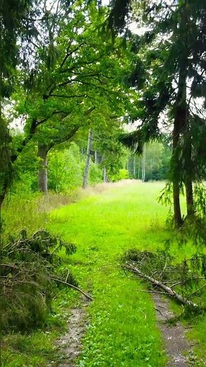 Beautiful Green Nature Ambience 🌿 Charming Weather | Relaxing Greenery Scenery | Peaceful Nature