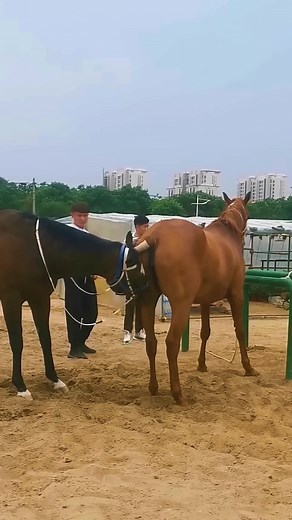 Horse Breeding Explained: Essential Guide for Beginners