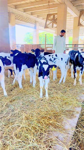 Understanding American Calf Dairy Farming Practices