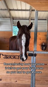 #equestrian #horses | Stephanie Moratto