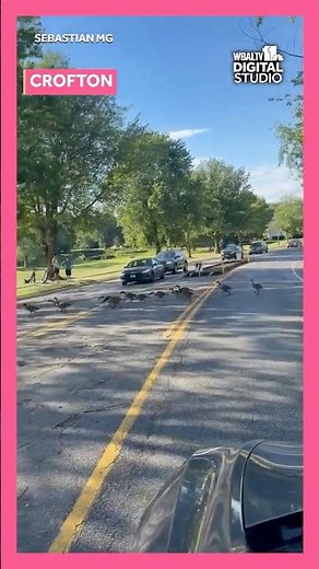 Geese Parade in Crofton