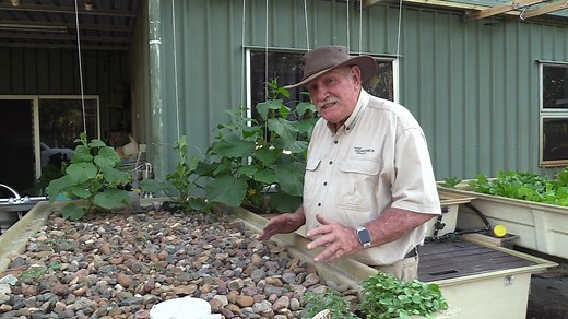 Releasing Jade Perch fingerlings and an overview of Maximus Kit. | Murray Hallam's Practical Aquaponics