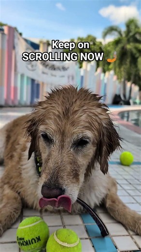 For Puppy People Only 🥰 #dog #dogs #dogshorts #shorts #goldenretriever #puppylove