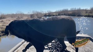 Mud-Skipper 25hp Pro R surface drive mud motor - reverse and power trim - 1648 custom built boat from @bigcountry6070 Suitable for 14-16’ boats with tall transom (18-21”) $5350 plus tax and shipping as of 1/1/23 (price subject to change). Flat rate shipping to lower 48 States for $299 3 year limited warranty 1 year limited power head warranty Please read the full description and see all features here: https://mud-skipper.com/mud-skipper-23hp-surface-drive-pro-r-w-reverse-fully-assembled/ Email u