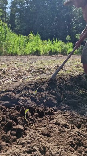 Loosening the soil with simple farming tools-Agriculture farming #shorts