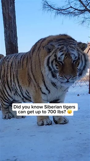 The Big Cat Rescuers | Siberian tigers, also known as Amur tigers, are the largest tiger subspecies in the world. Adult males can weigh between 220 and 320 kg... | Instagram