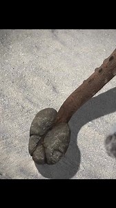 254K views · 2.4K reactions | Tyrannosaurus rex #animals #dinosaurs #dinosaur | Pinchaskeene | Facebook