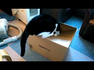 【晩】段ボール箱をもらった猫