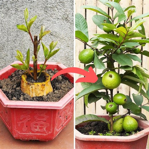 136K views · 945 reactions | Amazing Method for Growing Gourds to be as Big as Guavas! | Diy Garden World | Facebook