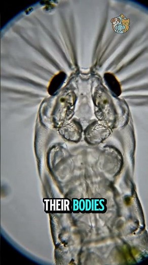 The Tiny Creature That Can Come Back to Life! #facts #animals