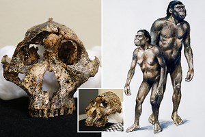 This skull belongs to 2million-year-old 'human cousin' that gobbled bark