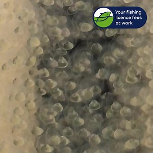 Check these babies out! Ok they’re eggs, but they’re fertilised Macquarie perch eggs two days after being spawned at our Snobs Creek hatchery. Cool oxygenated water flowing in the ‘downing jars’ keeps the fertilised eggs in healthy condition as they develop and grow into fry. Once we have fry, they’re stocked into plankton ponds at Snobs where they feast on aquatic insects and develop into fingerlings. The fingerlings are then stocked back into our river systems to enhance and create new populat